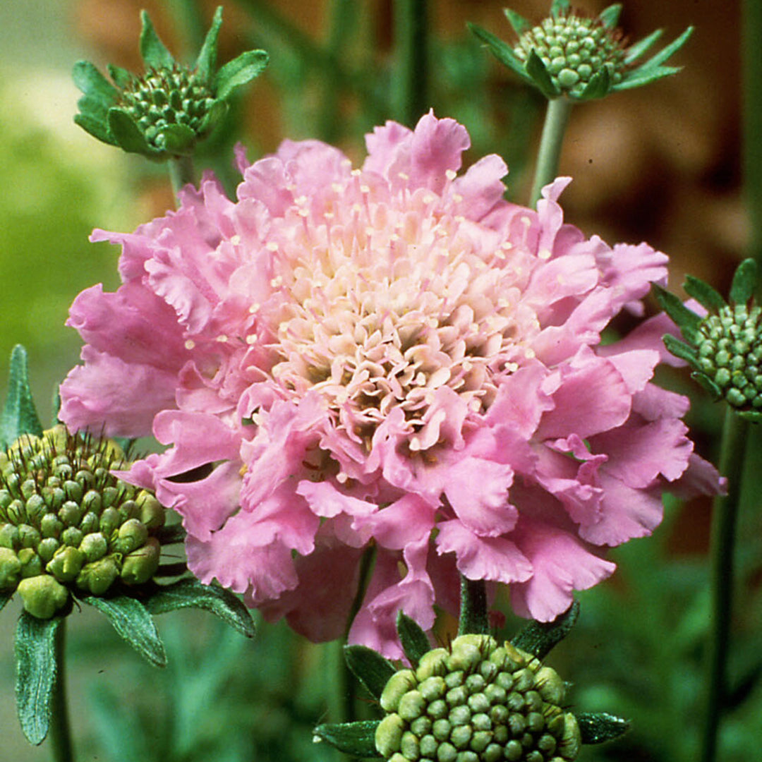 Scabiosa columbaria 'Pink Mist' Pincushion Flower, 1 Quart Perennial