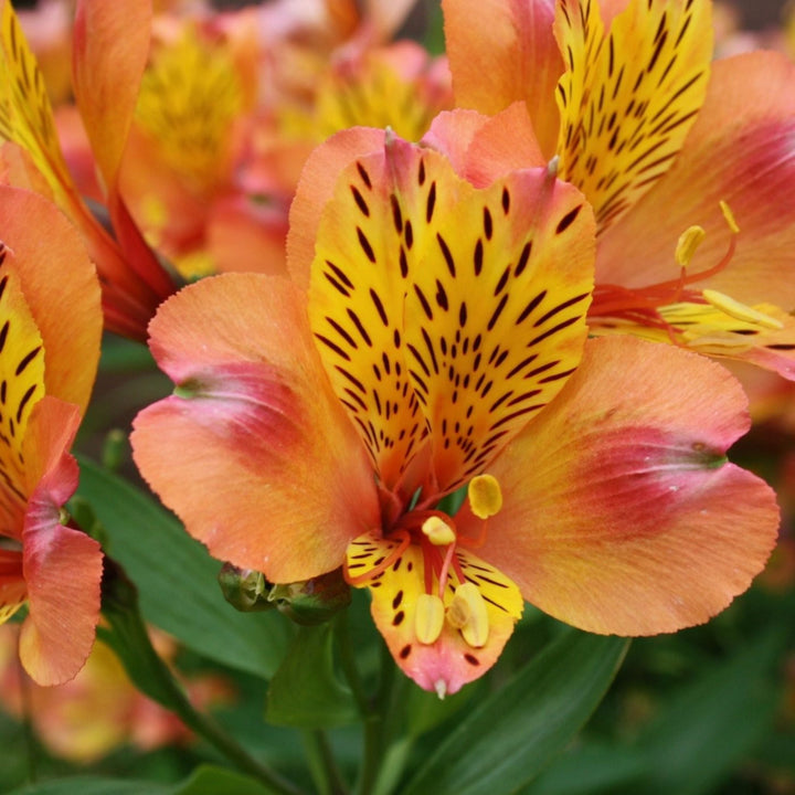 Alstroemeria x 'Zapriari' Colorita Ariane Peruvian Lily, 12 Inch Perennial