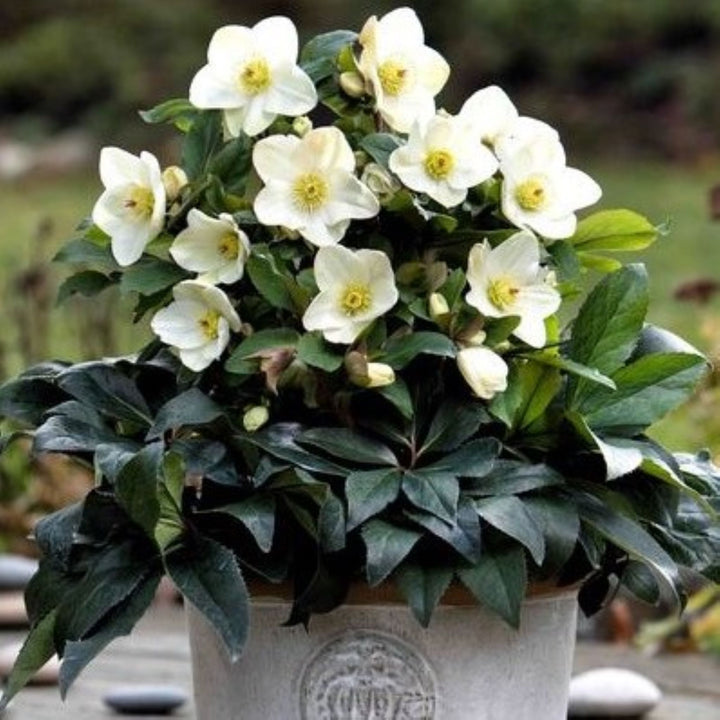 Helleborus x glandorfensis 'COSEH 4500' PP28293 HGC® Ice N' Roses® White Hellebore, 1 Gallon Perennial