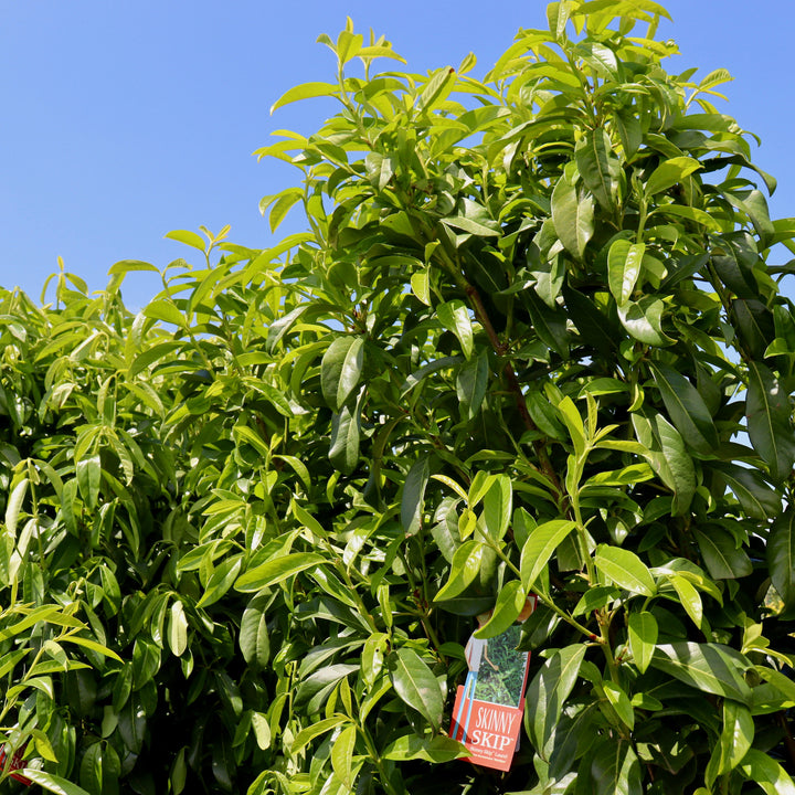 English Laurel