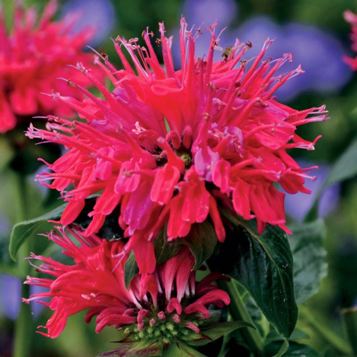 Monarda didyma 'Cherry Pops' PP27618 Sugar Buzz® Cherry Pops Bee Balm, 1 Gallon Perennial
