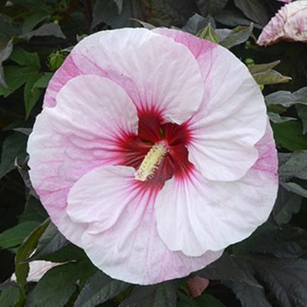 Hibiscus x 'Perfect Storm' PP27880 Summerific® Perfect Storm Hardy Hibiscus, 2 Gallon Perennial