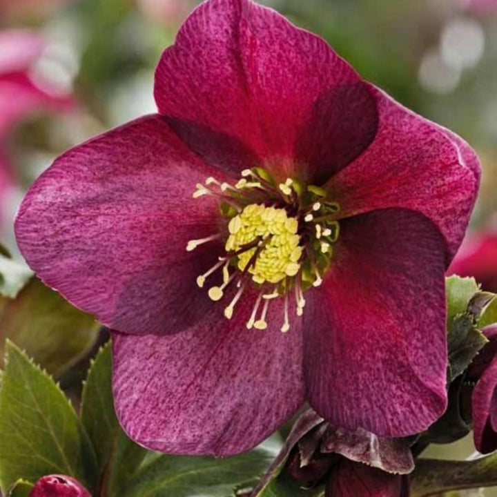 Helleborus x glandorfensis 'COSEH 4800' PP31182 HGC® Ice N' Roses® Red Hellebore, 1 Gallon Perennial