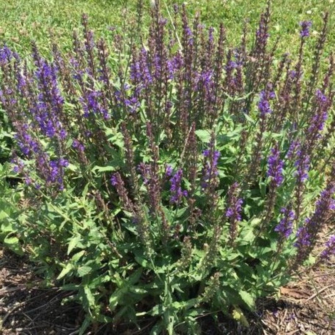 Salvia nemorosa 'Spring King Mini' Salvia, 1 Gallon Perennial