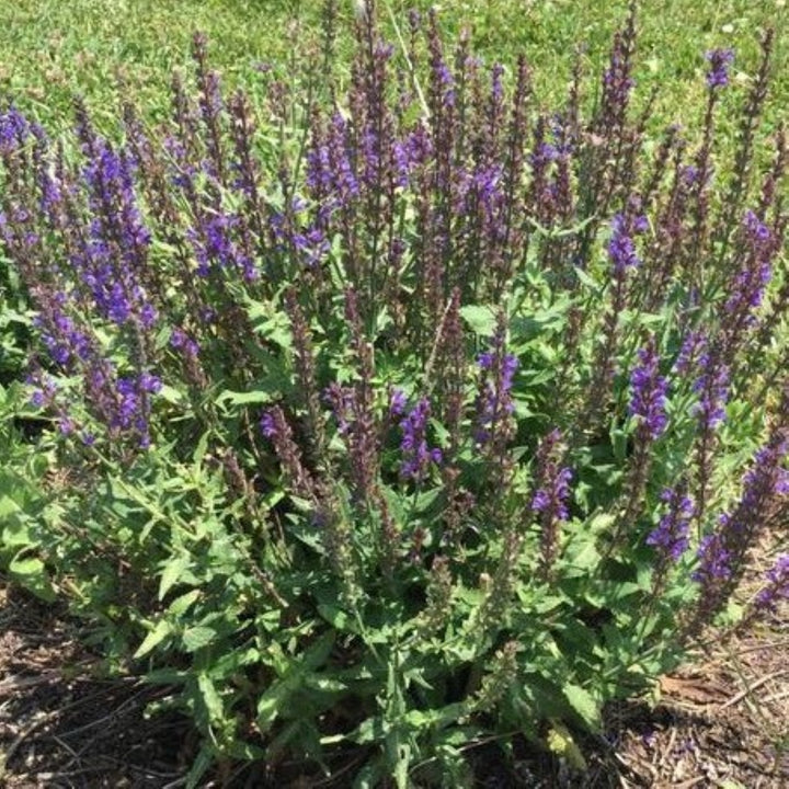 Salvia nemorosa 'Spring King Mini' Salvia, 1 Gallon Perennial