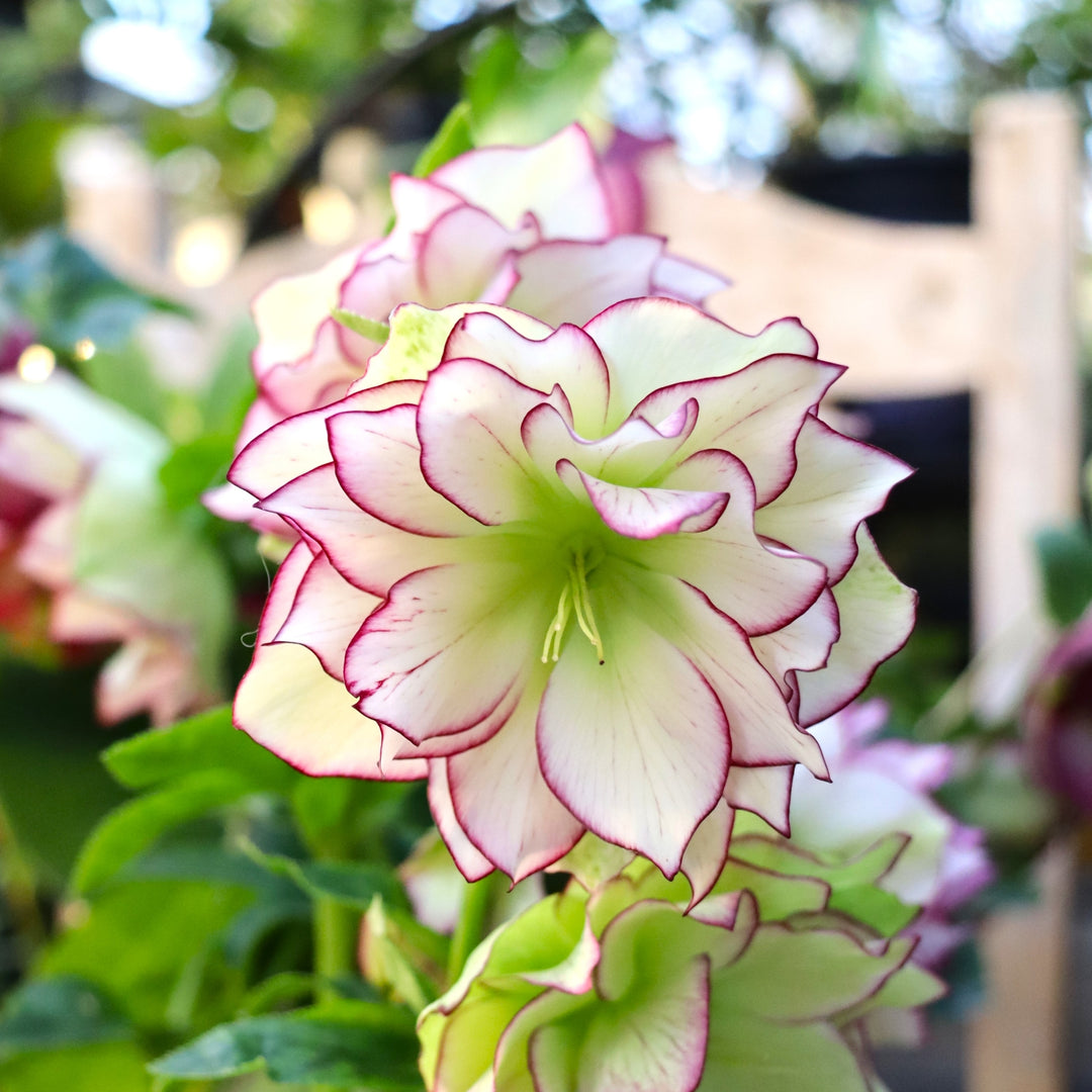 Helleborus 'Fire & Ice' Winter Jewels® Fire & Ice Hellebore, 1 Gallon Perennial