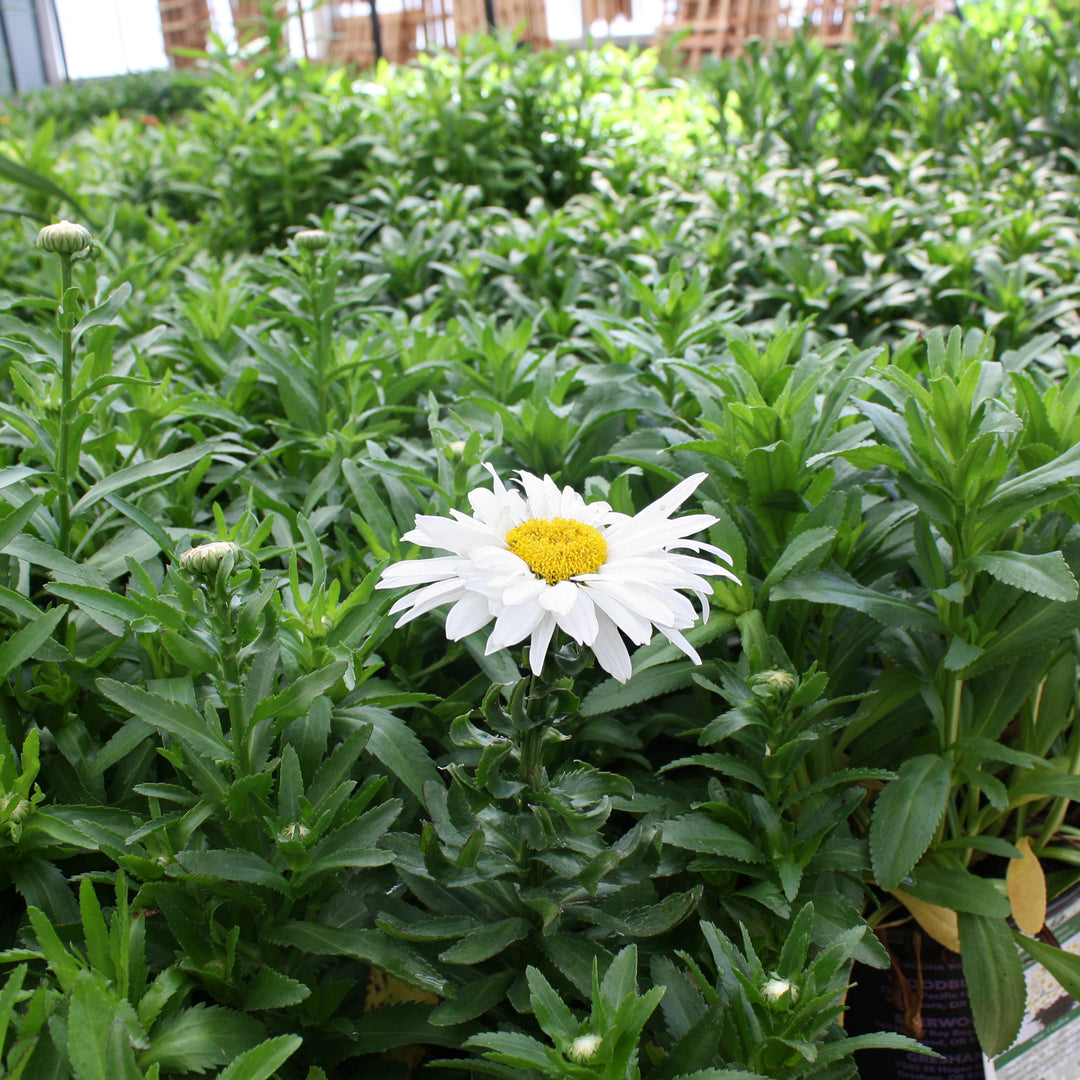 Leucanthemum x superbum 'Madonna' Shasta Daisy, 1 Gallon Perennial