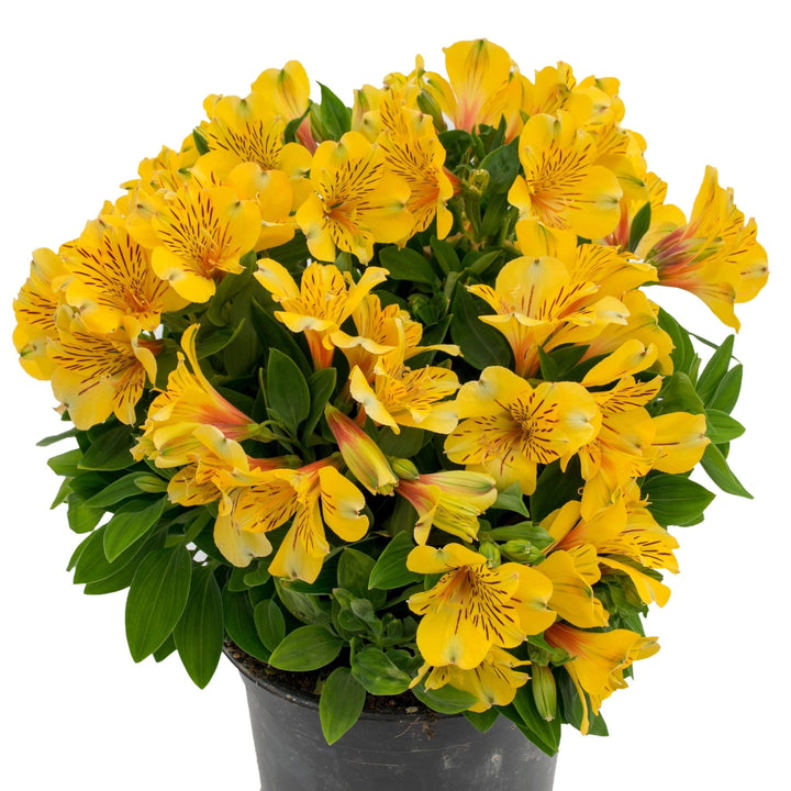 Alstroemeria 'Inca Gold Rush' Inca Gold Rush™ Peruvian Lily, 12 Inch Perennial