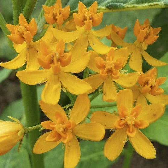 Asclepias curassavica 'Silky Gold' Butterfly Milkweed, 1 Gallon Perennial