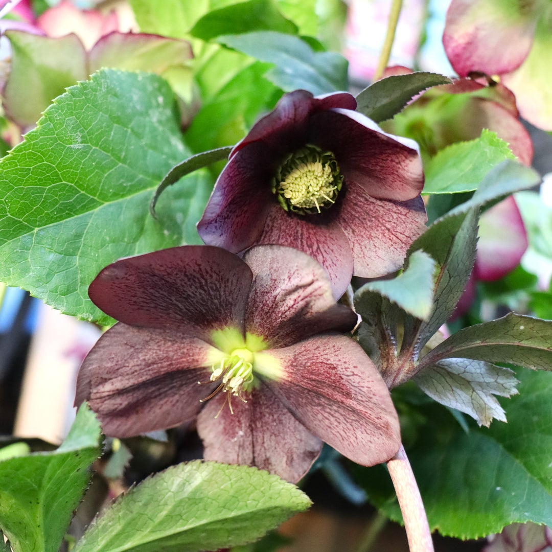 Helleborus 'Blue Diamond' Winter Jewels® Blue Diamond Hellebore, 1 Gallon Perennial