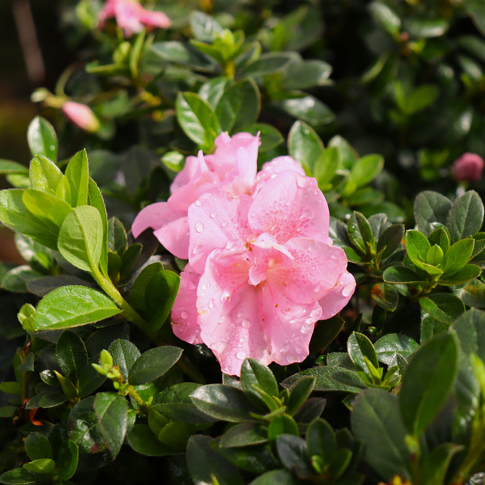 Rhododendron x 'NCRX3' PP32819 Perfecto Mundo Double Pink Azalea, 2 Gallon Shrub