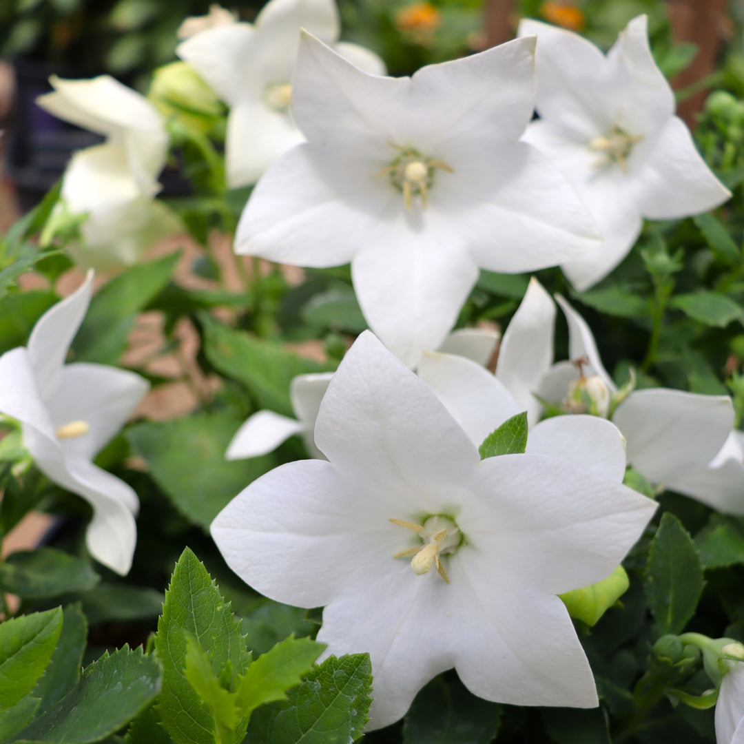 Platycodon grandiflorus 'Astra White' Balloon Flower, 1 Gallon Perennial