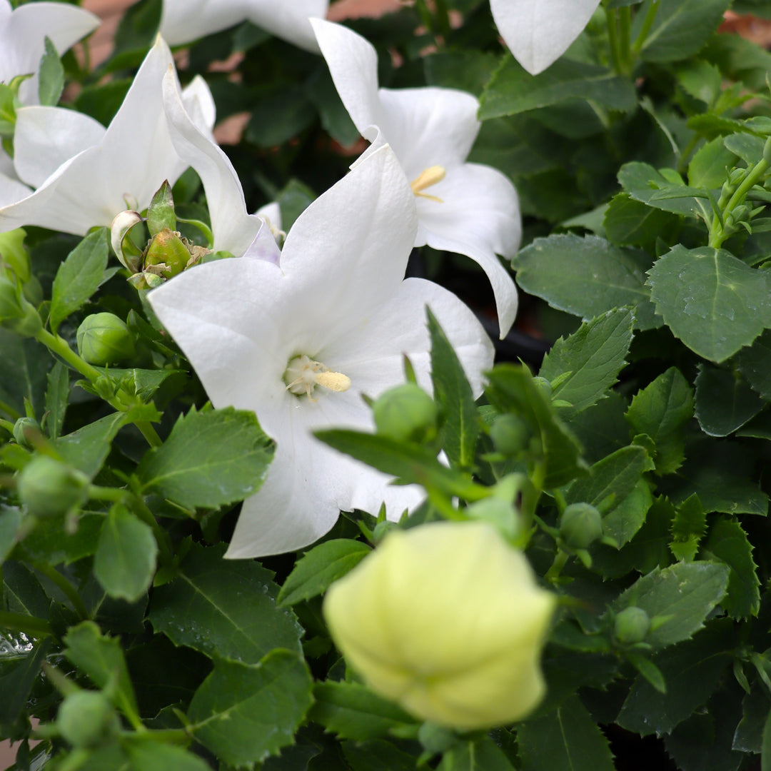Balloon Flower