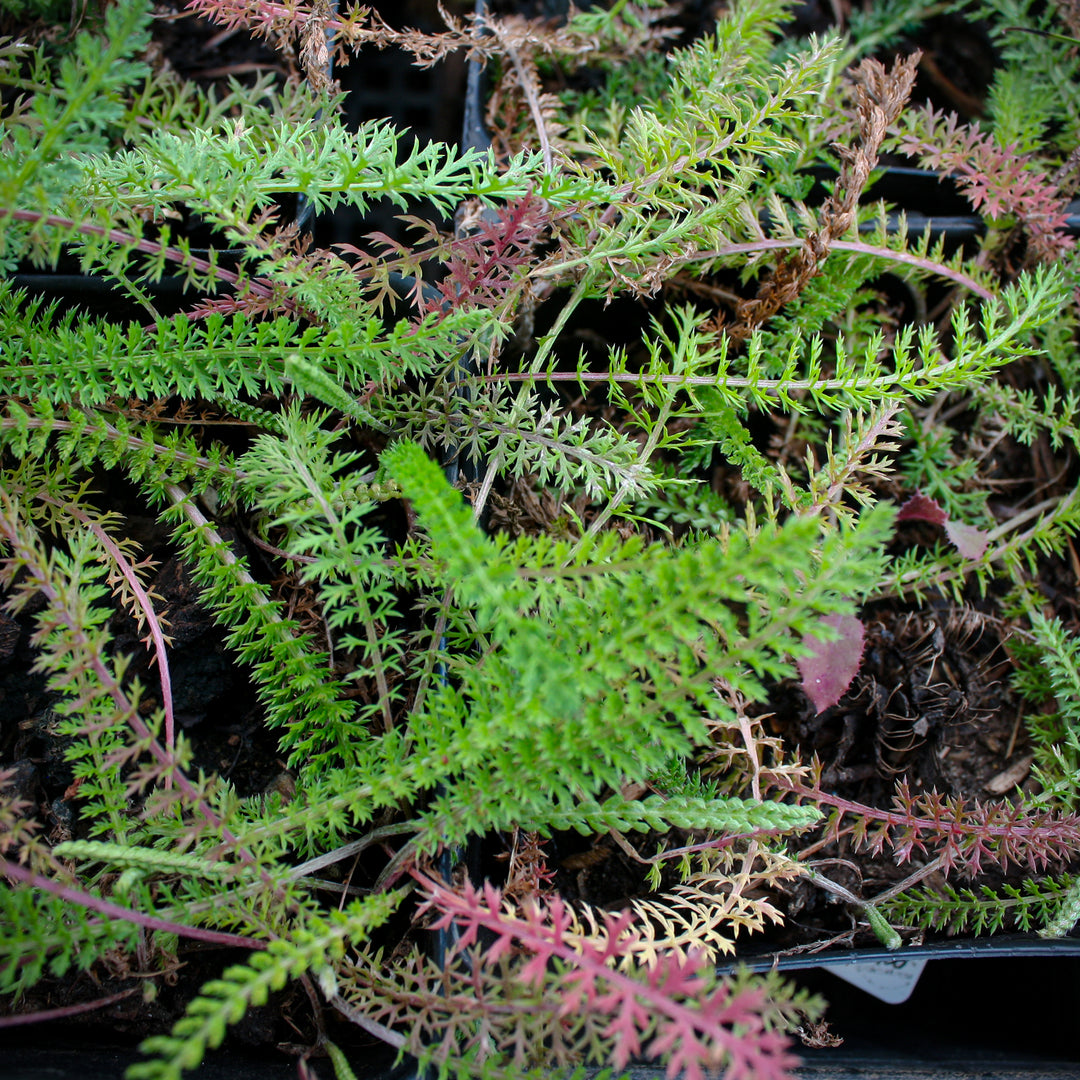 Achillea millefolium Native Yarrow Yarrow, 2 Inch Perennial