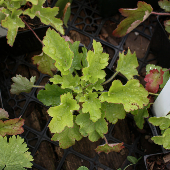Heuchera micrantha Coral Bells, 2 Inch Perennial