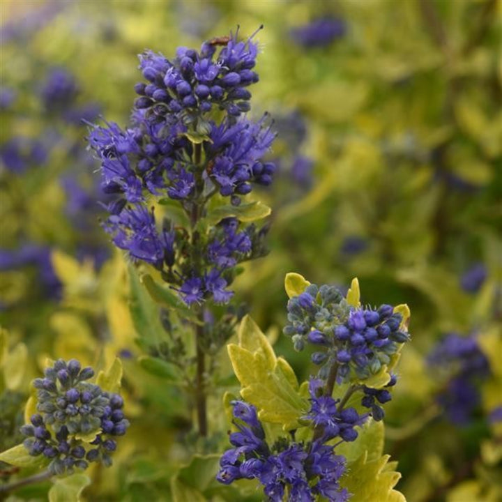 Caryopteris x clandonensis 'Gold Crest' PP32310 Caryopteris, 1 Gallon Perennial