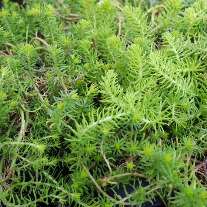 Sedum rupestre 'Gold Form' PP32414 Prima Angelina Creeping Sedum, 4 Inch/Quart Perennial