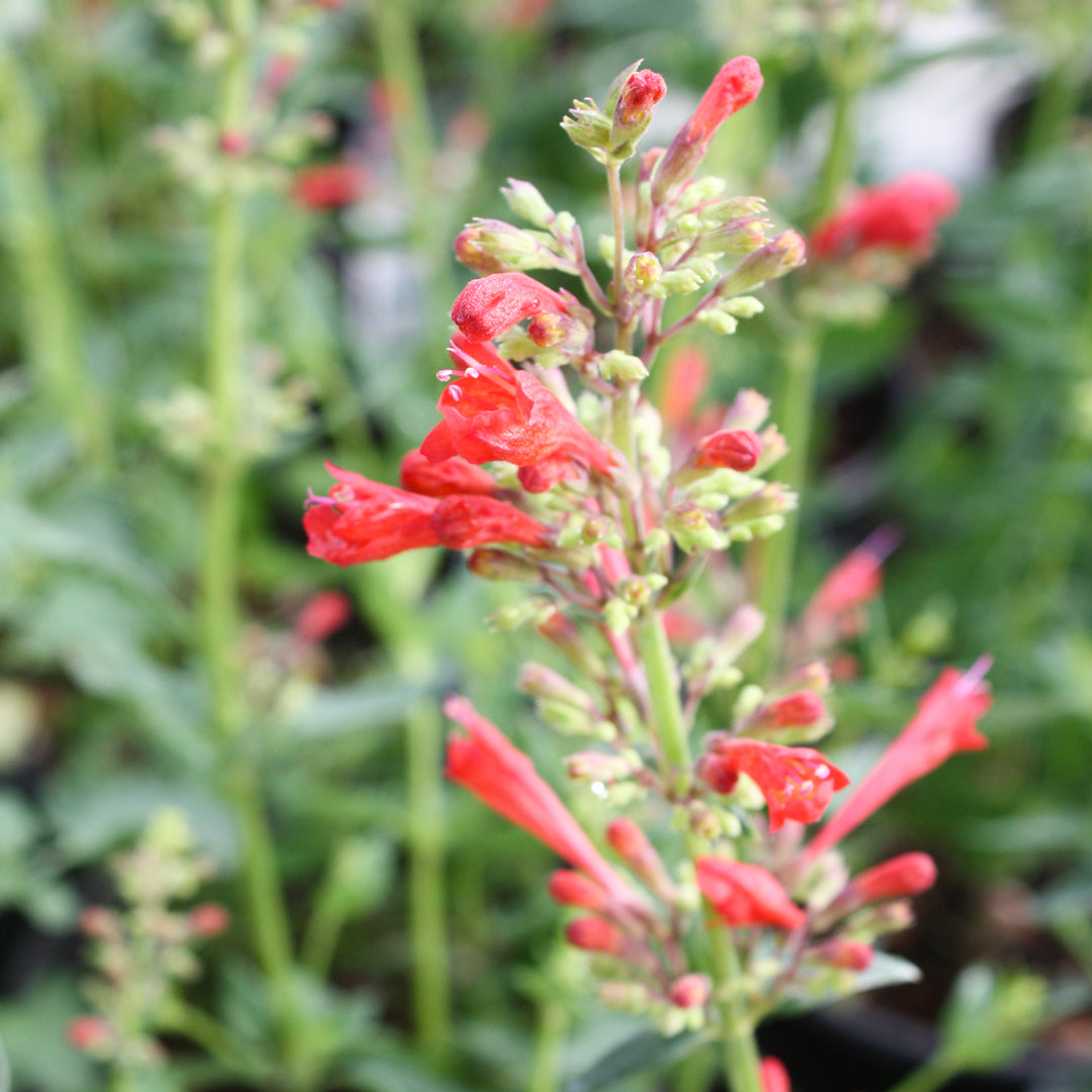 Agastache x 'TNAGAKR' PP30375 Kudos® Red Hummingbird Mint, 1 Gallon Perennial