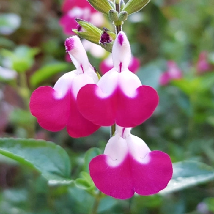 Salvia x jamensis 'Cherry Lips' Salvia, 1 Gallon Perennial