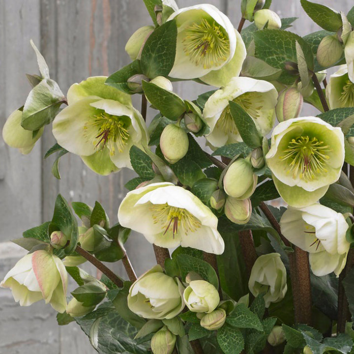 Helleborus x 'EPB 20' PP27969 Frostkiss® Moon Dance Hellebore, 1 Gallon Perennial