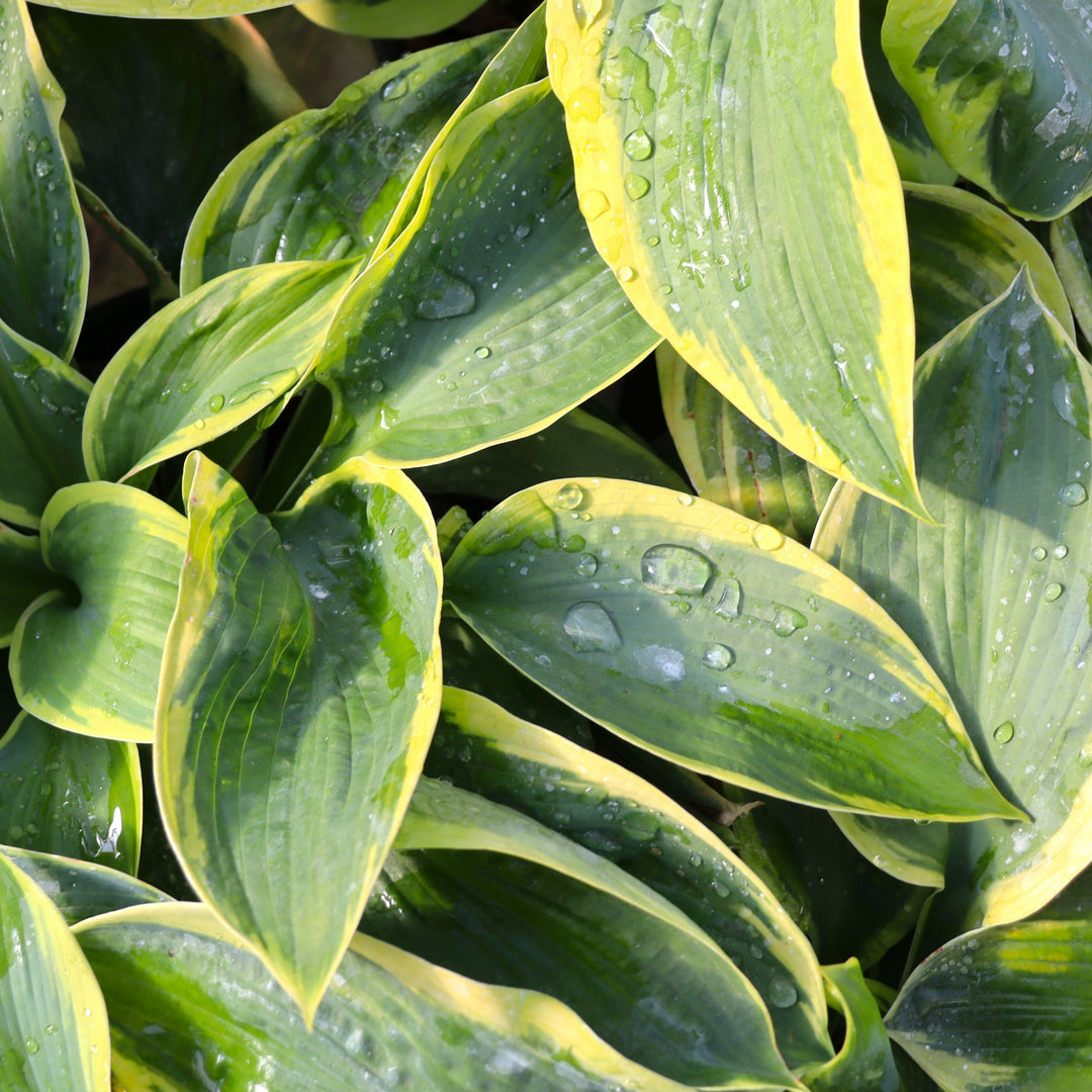 Hosta 'Frances Williams' Hosta, 1 Gallon Perennial