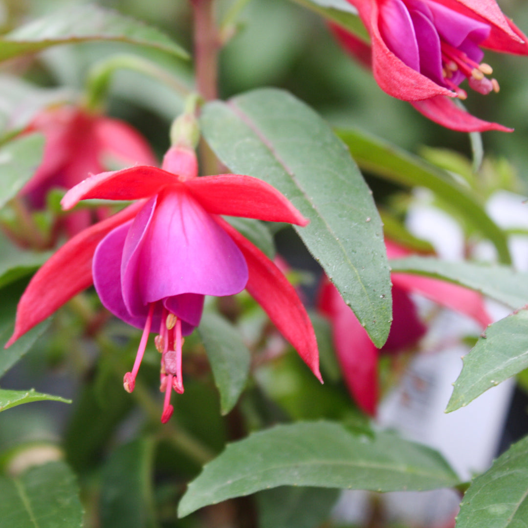 Fuchsia magellanica 'Electric Lights' Hardy Fuchsia, 1 Quart Perennial