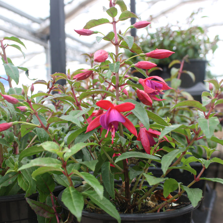 Fuchsia magellanica 'Electric Lights' Hardy Fuchsia, 1 Quart Perennial