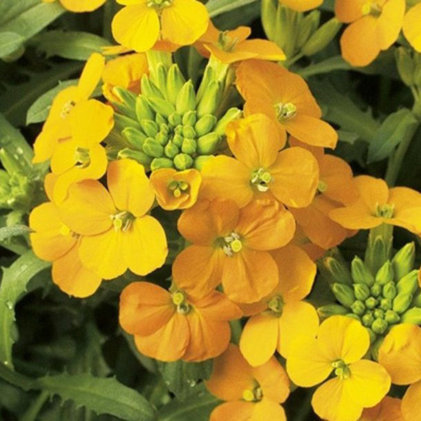 Erysimum x 'Glow Coral' Wallflower, 1 Gallon Perennial