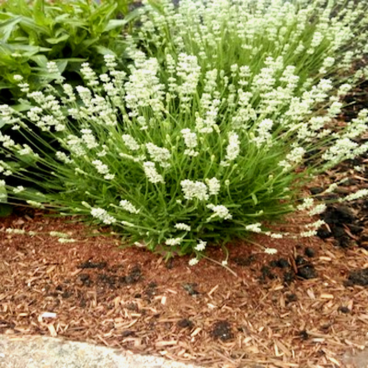 Lavandula angustifolia 'Blue Spirit White' English Lavender, 1 Gallon Perennial