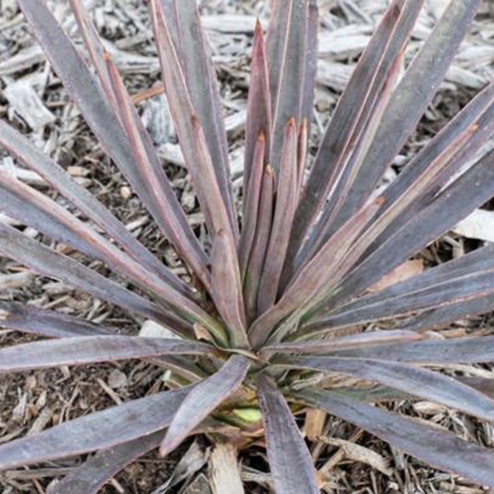 Yucca aloifolia 'Magenta Magic' Yucca, 1 Gallon Perennial