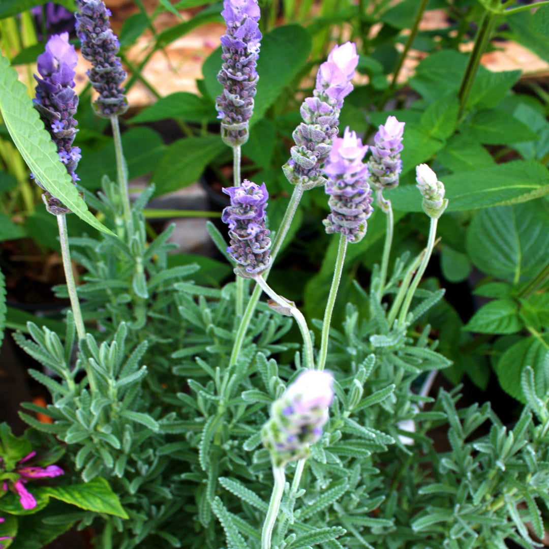 Lavandula angustifolia 'Imperial' English Lavender, 1 Gallon Perennial