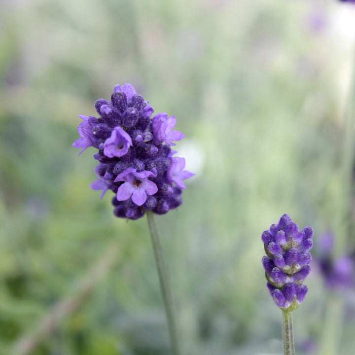 Lavandula angustifolia 'Imperial' English Lavender, 1 Gallon Perennial