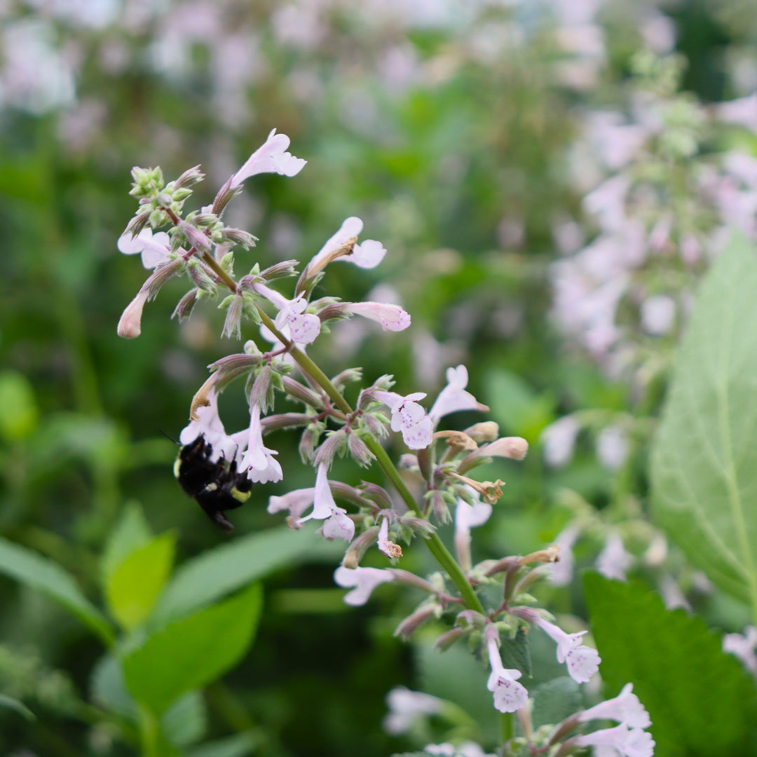 Catmint