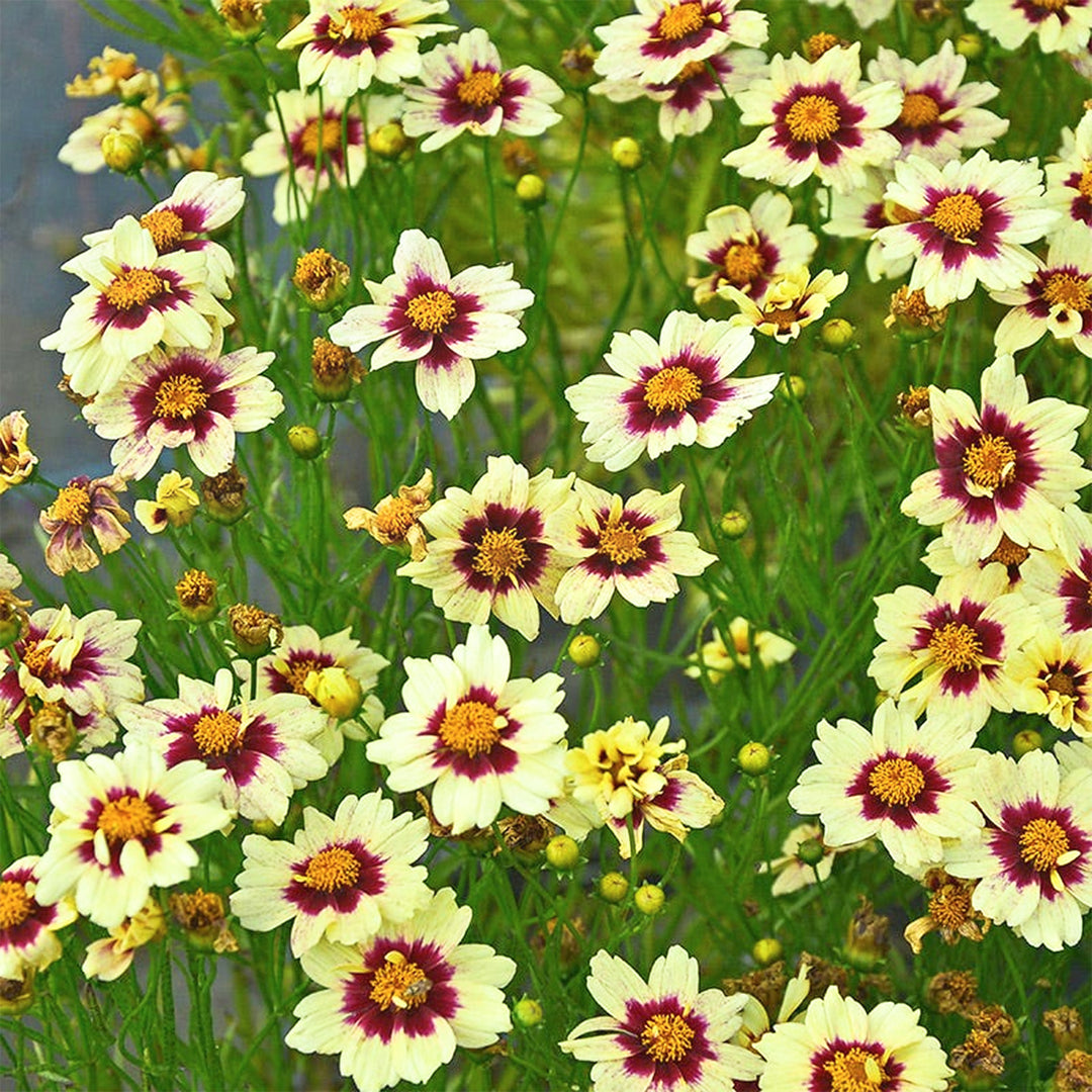 Coreopsis x 'Superstar' PP30805 Coreopsis, 1 Gallon Perennial