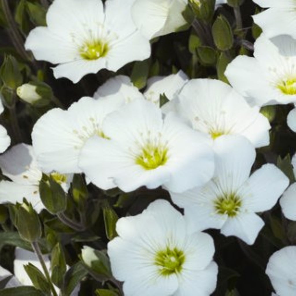 Mountain Sandwort – Al's Garden & Home