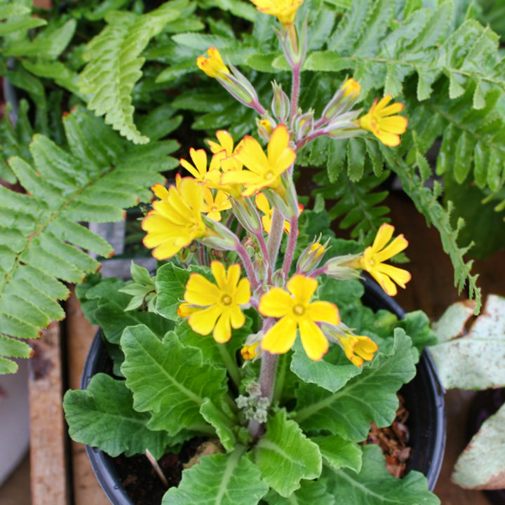 Primula vulgaris 'Oakleaf Yellow Picotee' Primrose, 1 Gallon Perennial