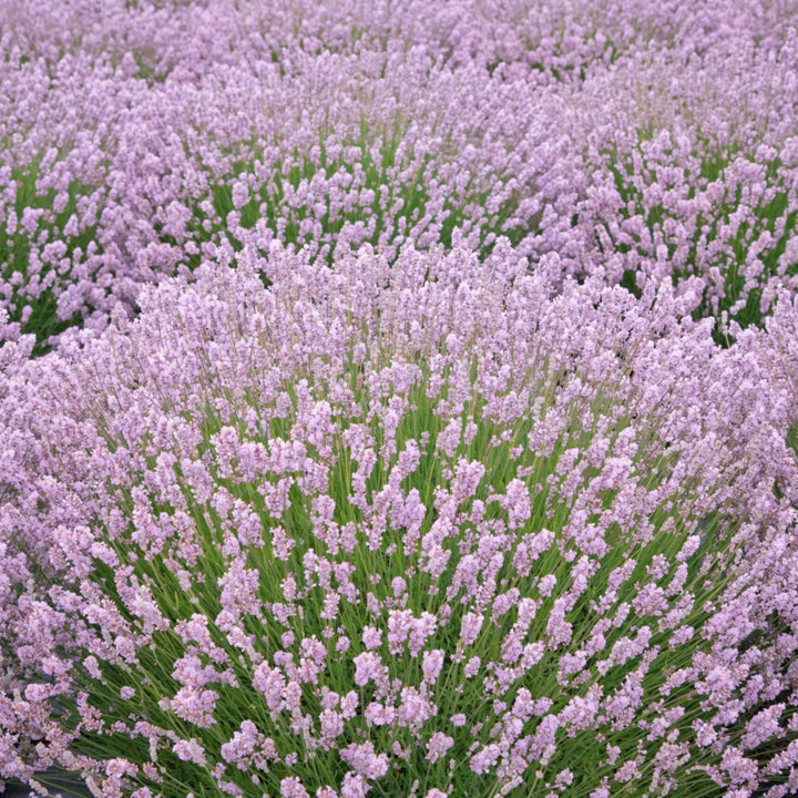 Lavandula angustifolia 'Ellagance Pink' English Lavender, 1 Gallon Perennial