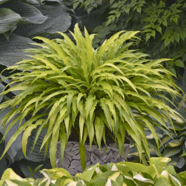 Hosta x 'Curly Fries' Hosta, 1 Gallon Perennial