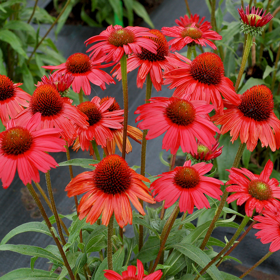 Echinacea x 'TNECHKRD' PP29743 Kismet® Red Coneflower, 1 Gallon Perennial