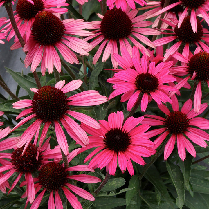 Echinacea x 'TNECHDSW' PPAF Dark Shadows™ Wicked Coneflower, 1 Gallon Perennial