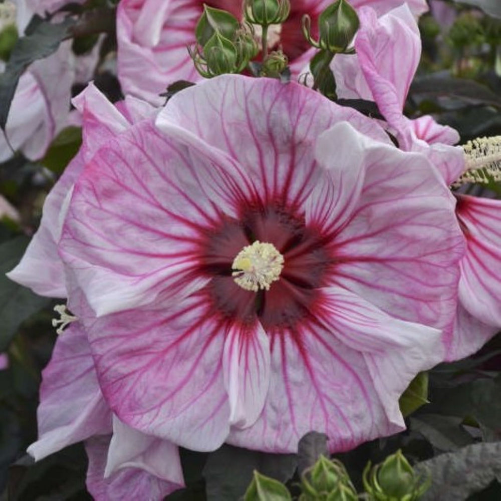 Hibiscus x 'Cherry Choco Latte' PP30738 Summerific® Cherry Choco Latte Hardy Hibiscus, 2 Gallon Perennial
