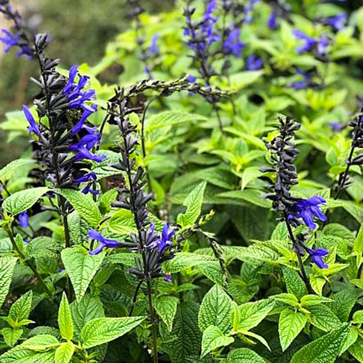 Salvia guaranitica 'Bodacious Rhythm & Blues' Bodacious™ Rhythm & Blues Blue Salvia, 1 Gallon Perennial