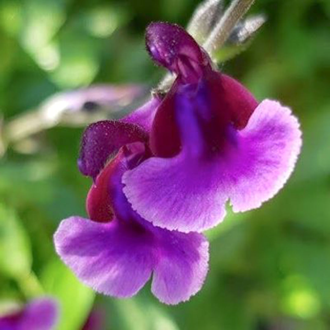 Salvia greggii 'Mauve Lips' Salvia, 1 Gallon Perennial
