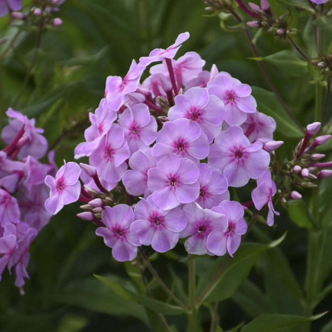 Phlox paniculata 'Uptown Girl' PP32287 Garden Girls® Uptown Girl Garden Phlox, 1 Gallon Perennial