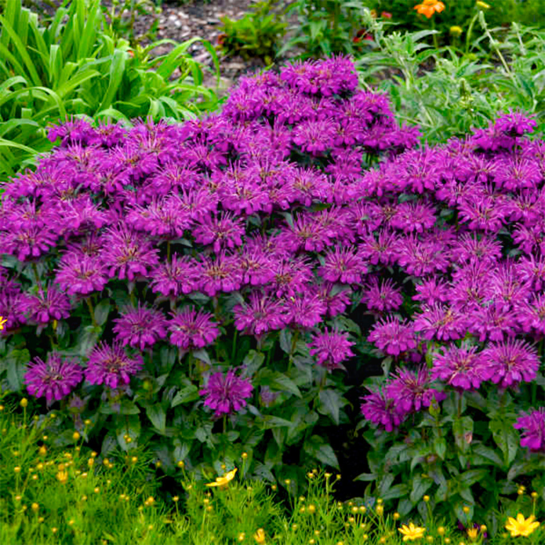 Monarda didyma 'Grape Gumball' PP27498 Sugar Buzz® Grape Gumball Bee Balm, 1 Gallon Perennial