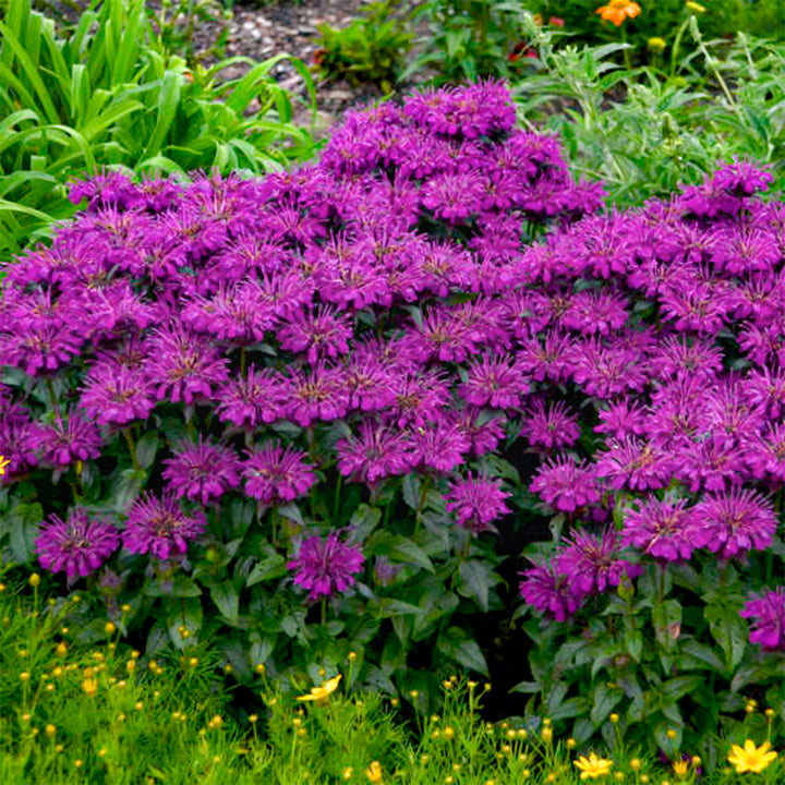 Monarda didyma 'Grape Gumball' PP27498 Sugar Buzz® Grape Gumball Bee Balm, 1 Gallon Perennial
