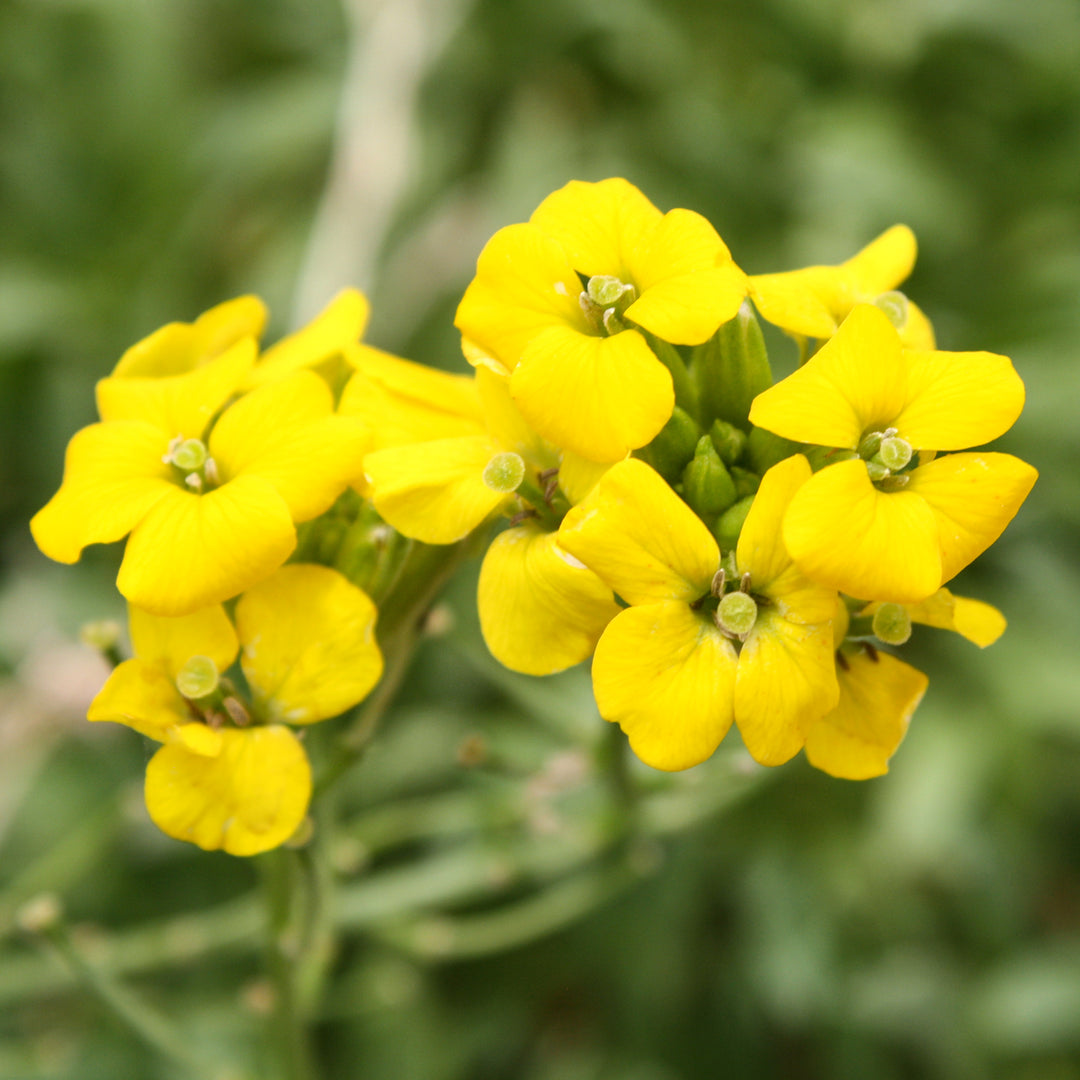 Erysimum x 'Glow Golden' Wallflower, 1 Gallon Perennial