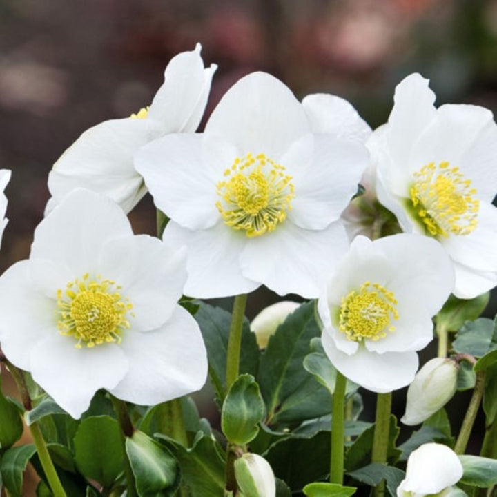 Helleborus niger 'COSEH 990' PP25346 HGC® Diva® Hellebore, 1 Gallon Perennial