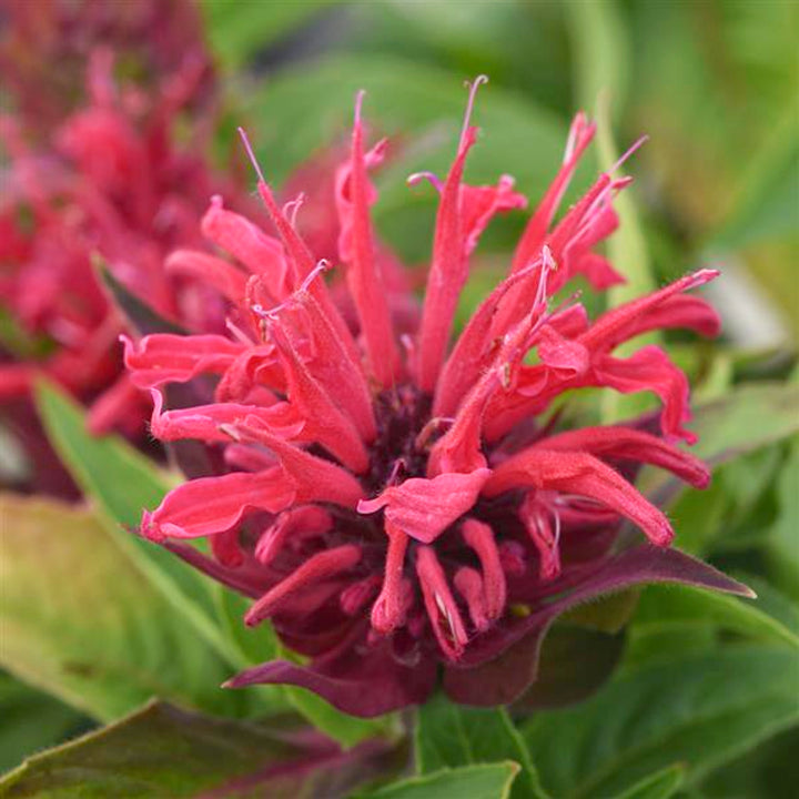 Monarda didyma 'Balbeemed' PP33917 Bee-Mine™ Red Bee Balm, 1 Gallon Perennial