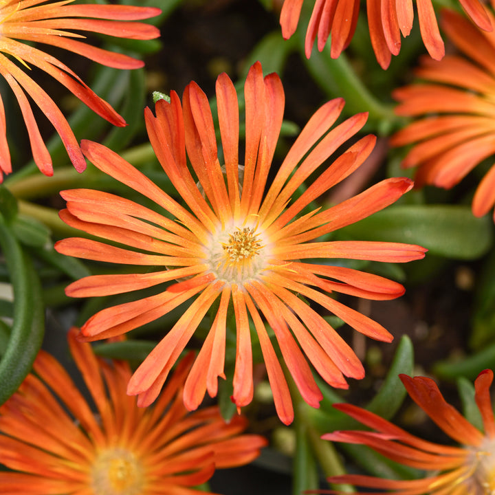 Delosperma x 'T1821' PP34943 Ocean Sunset™ Orange Vibe Ice Plant, 1 Quart Perennial